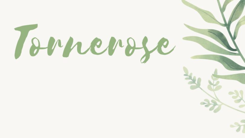 Tornerose