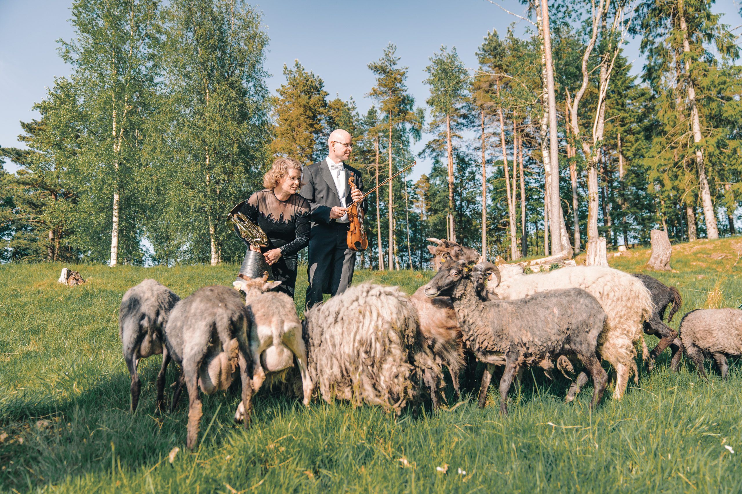 Lars Lunde og Hilde Garby Lunde mater sauer iført konsertantrekk